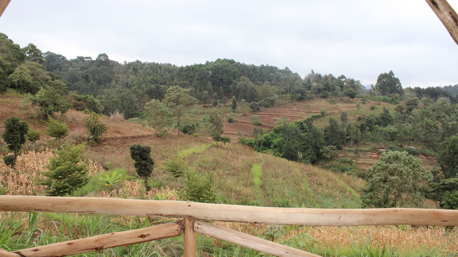 Forest and hills surrounding Asante Countryside Lodge, Karatu